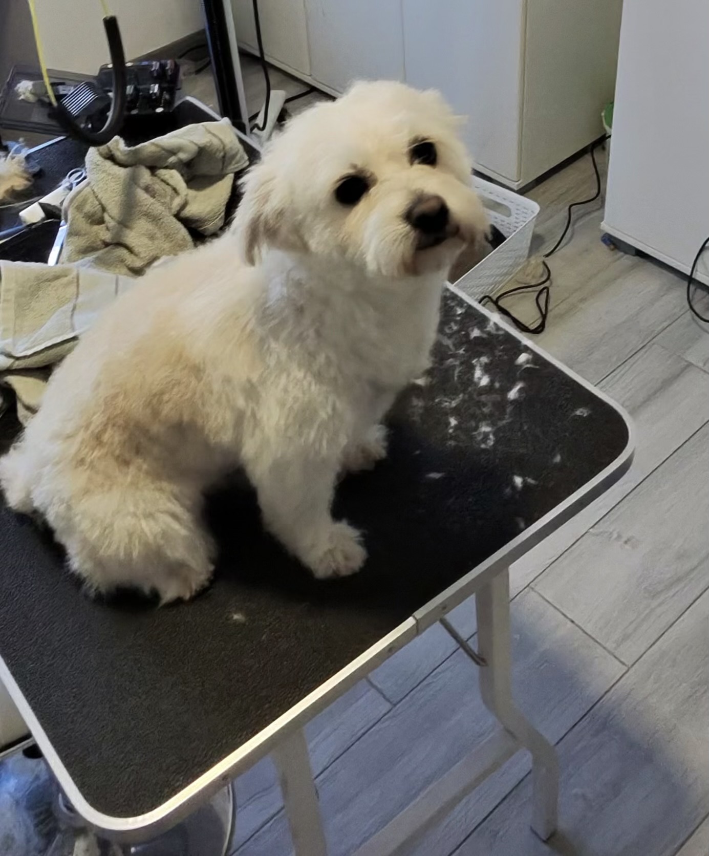 Salon za pse Podgorica – GroomingPG rezultati profesionalnog groominga pasa